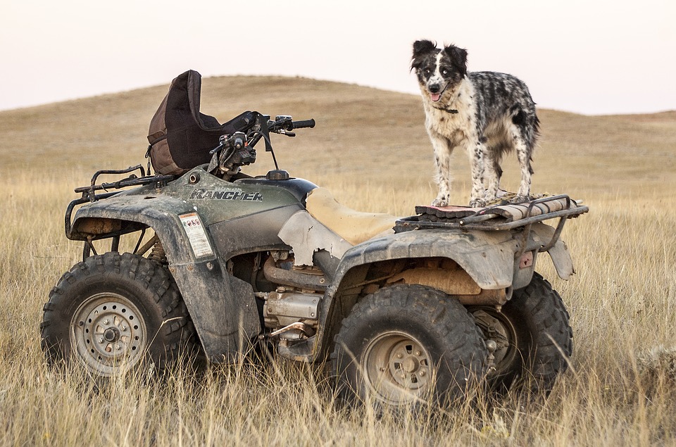 All Terrain Vehicle Bearings