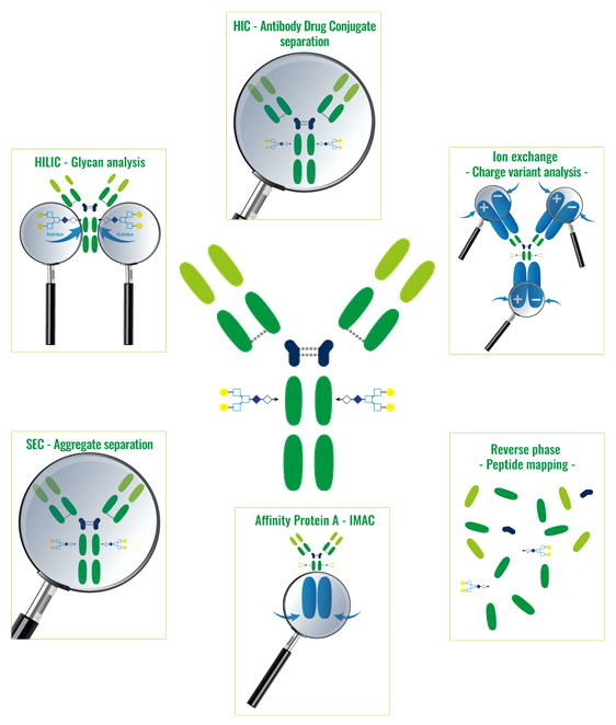 Analyse & Purification de Proteines