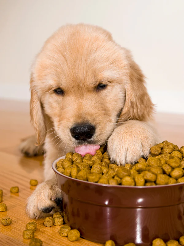 Puppy Nutrition