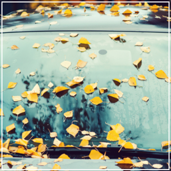leaves on car