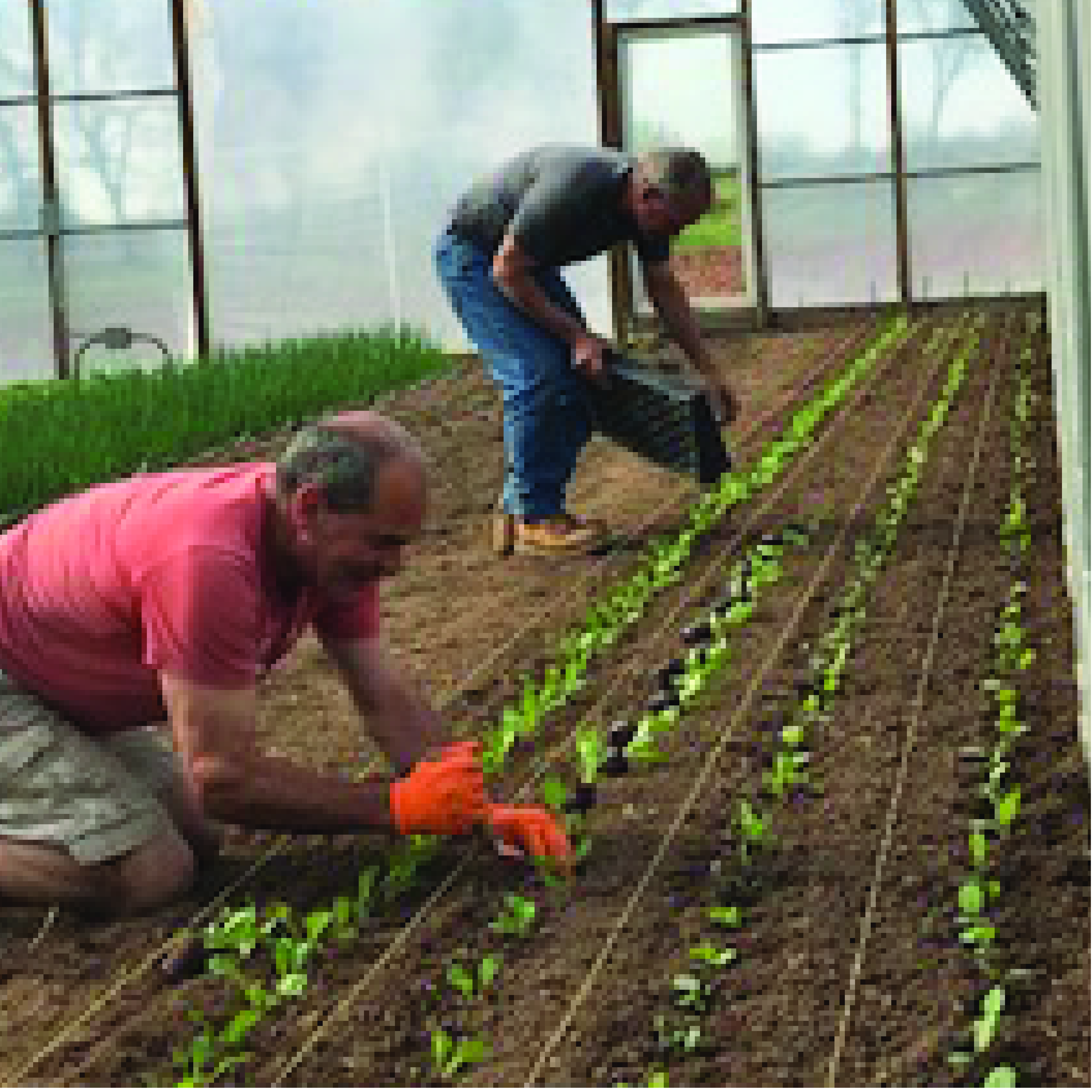 salad farm
