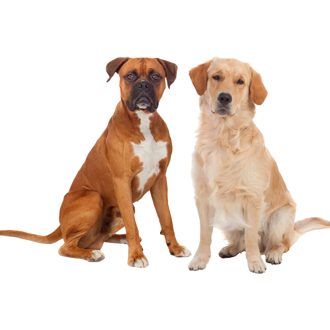 puppies