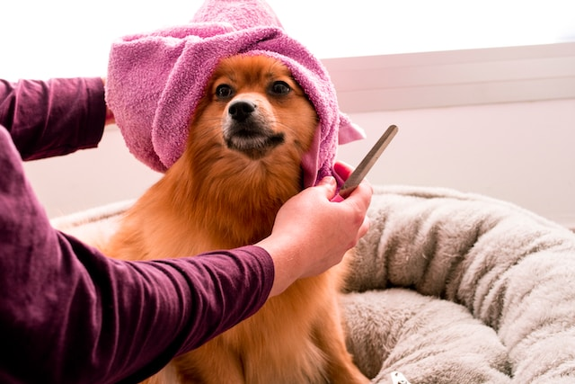 Brown Pomeranian Wearing A Pink Towel On Its Head