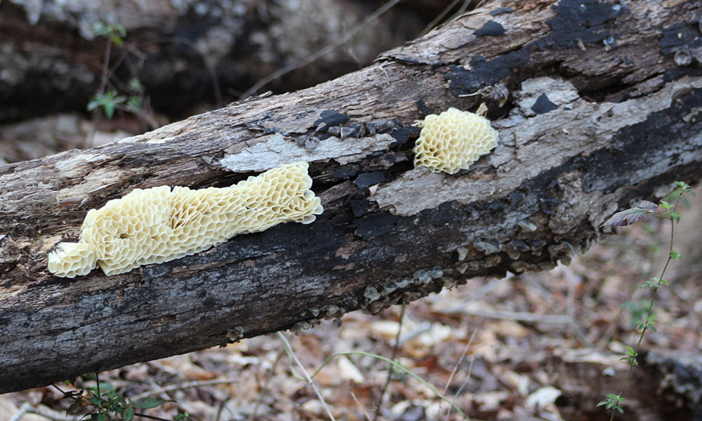 Paula Reynaldi tape sculpture evokes fungi