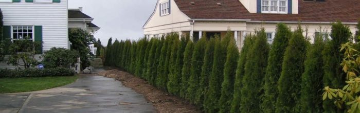 House surrounded by bushes