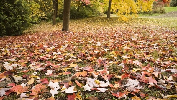 leaves in yard