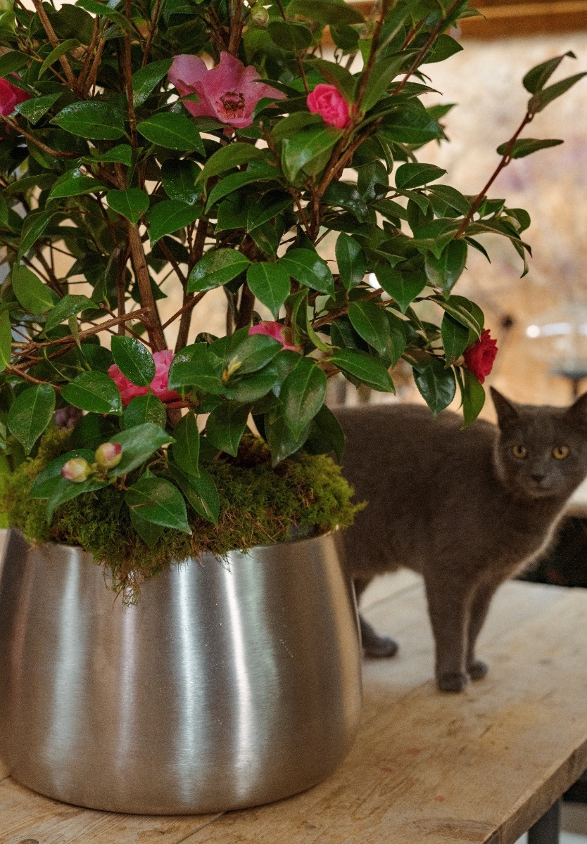 Large Satin Marine 316 Stainless Steel Hepworth plant pot with floral arrangements next to a grey cat.