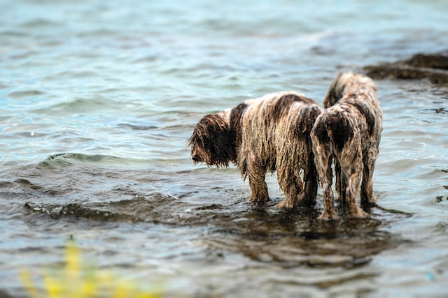 Two Wet Dogs