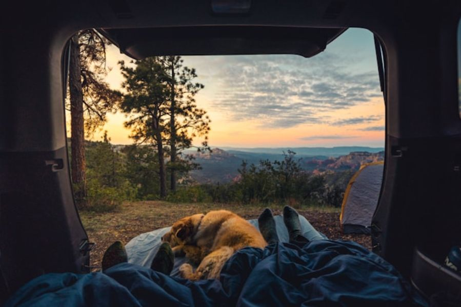 Brown Dog Sleeping With His Humans