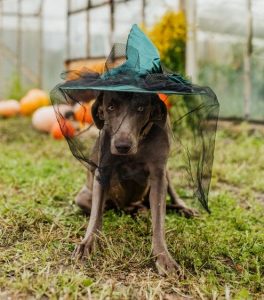 Dog costumes for Halloween