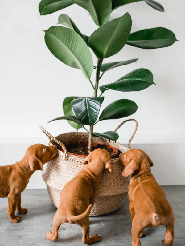 Puppy