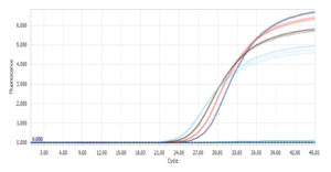 Trace_amplification_avec_le_RealQ_Plus_Green_réalise_sur_LightCycler_96_Advion_Interchim_Scientific-Blog-05.22