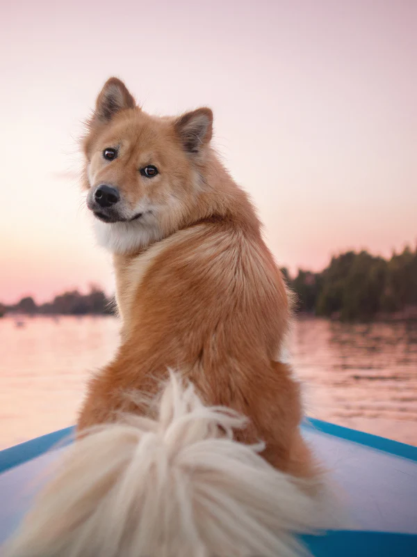 dog on boat