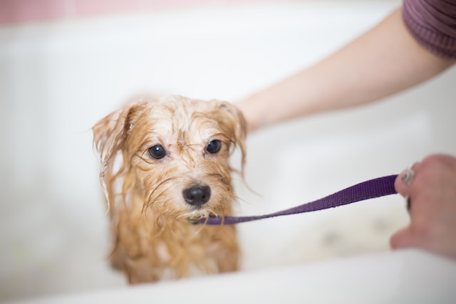 Small Brown Long Coated Dog Bathing In A Bathtub