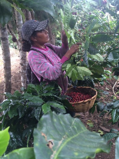 Diana Visits ElRecreo Mountain Bird Coffee