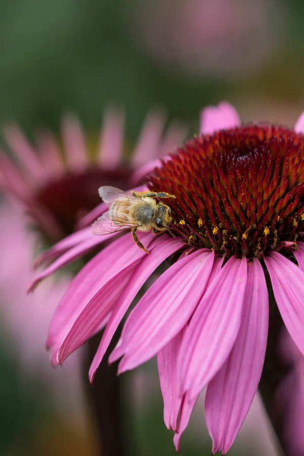 A bee collecting pollen on an echinacea flower