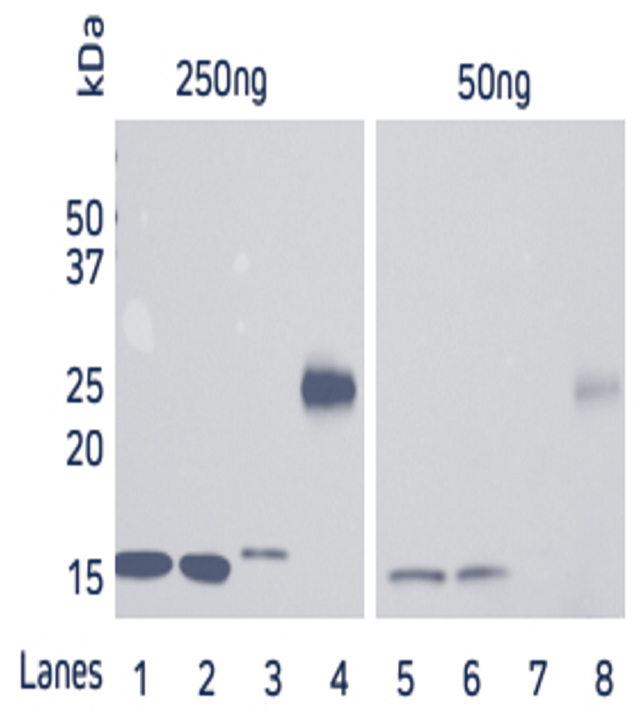 Direct Western blot showing the limit of detection for four recombinant His-Tagged proteins by HRP Rabbit Anti-His Tag antibody.