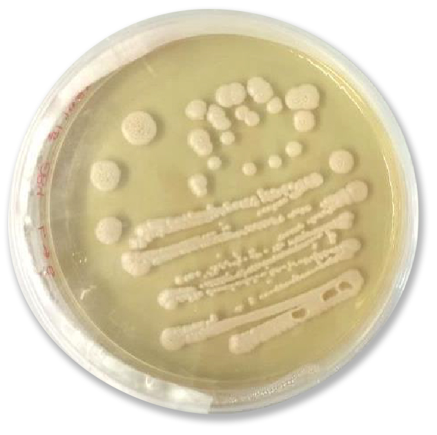 C. albicans, Strains: CAF21 DSY 2621