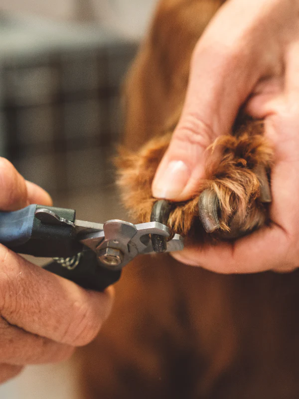 Trimming Puppy Nails