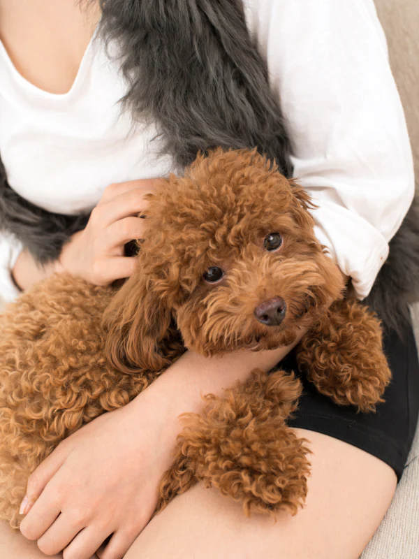 bonding with puppy