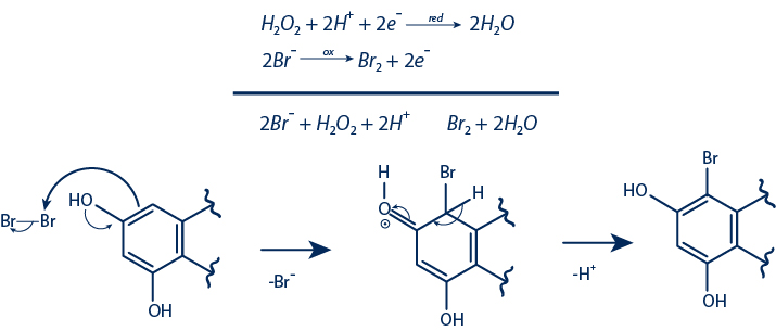 Halogenation Process > Chemical Reaction