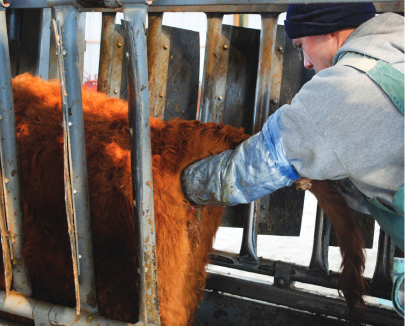 A farmer palpating a cow