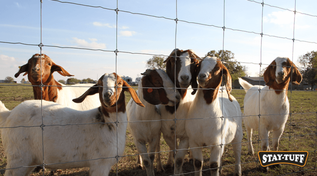 STAY-TUFF Fixed Knot fence is suitable for perimeter fencing