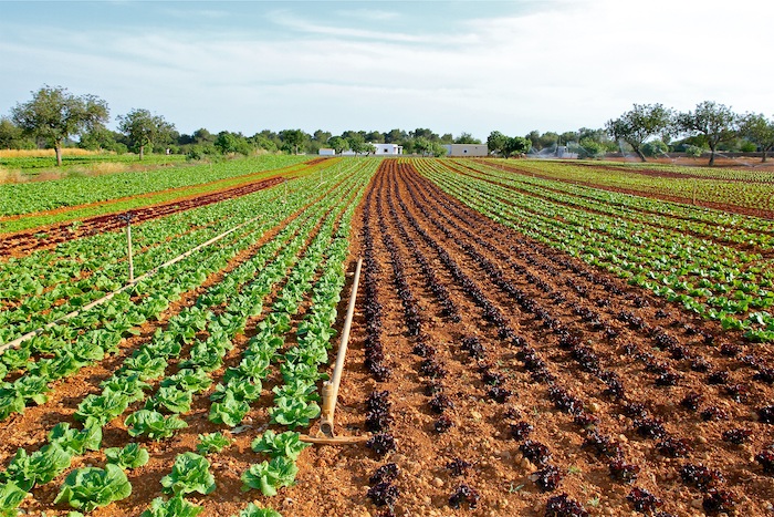 Lettuce growing in a field