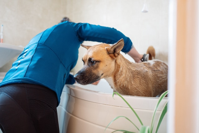 Woman Bathing Her Big Dog