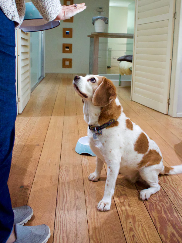 Dog Training
