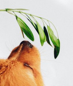 dogs have an extraordinary sense of smell.