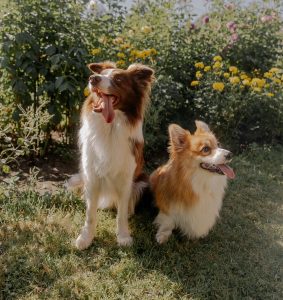 Two dogs panting in the sun seeking relief from summer heat