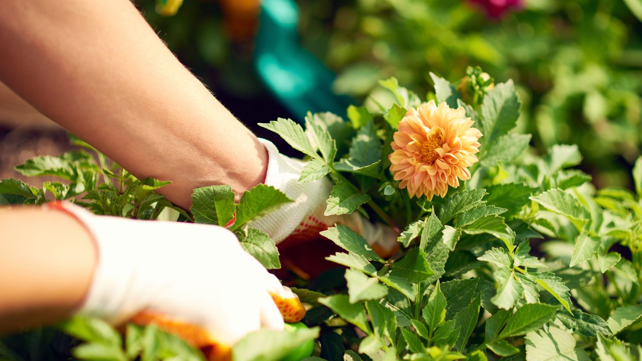 Healthy Plants