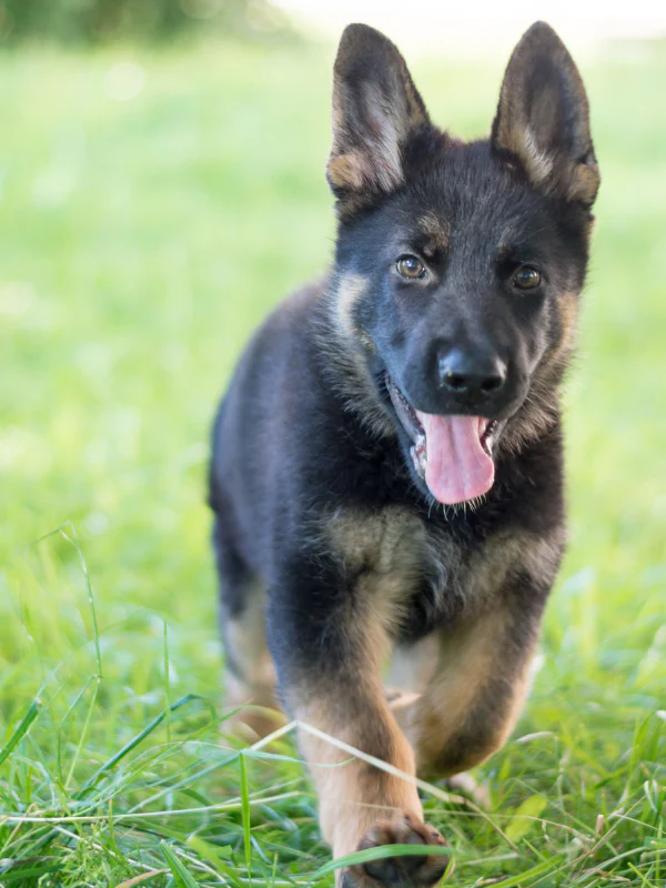 puppy outdoors