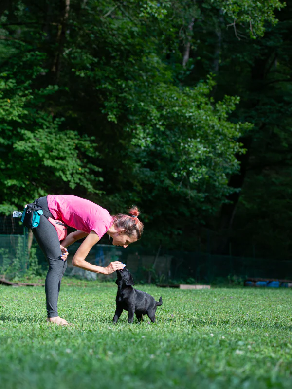 puppy training