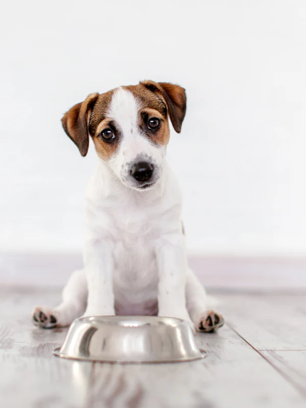 Puppy Nutrition
