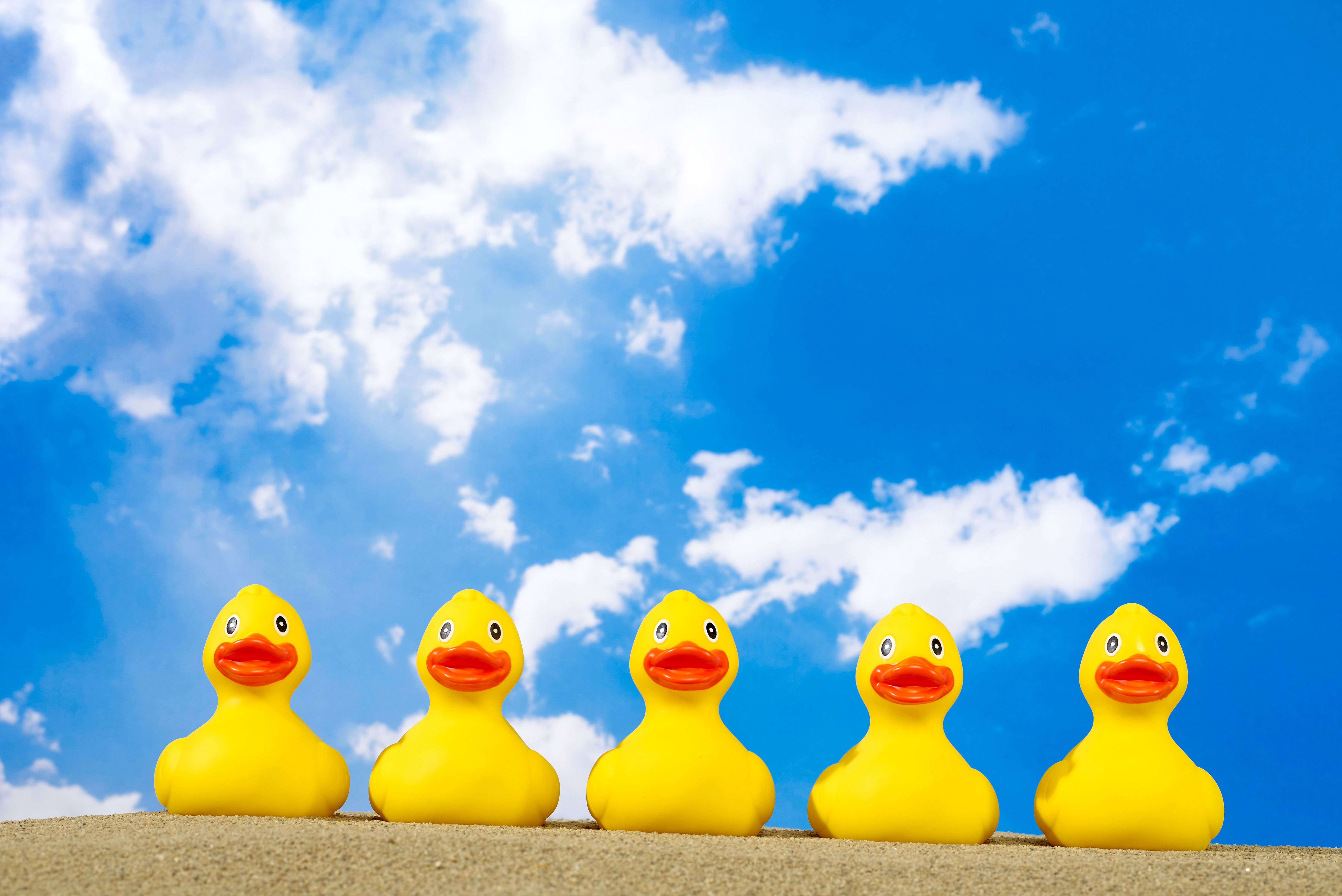ducks