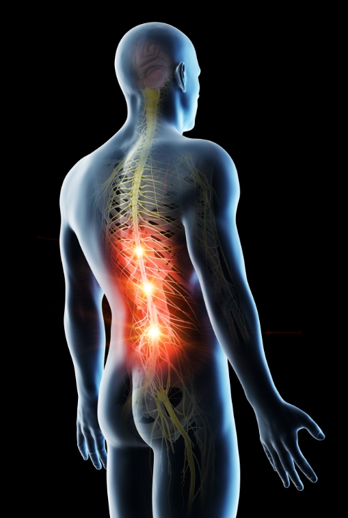 Source: https://stock.adobe.com/uk/images/3d-rendered-illustration-of-a-mans-painful-back/251480649