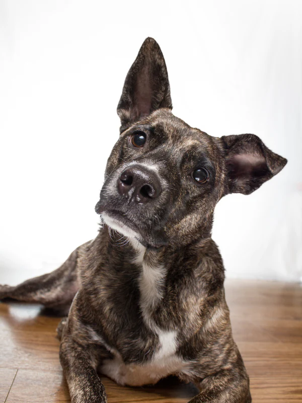 puppy body language
