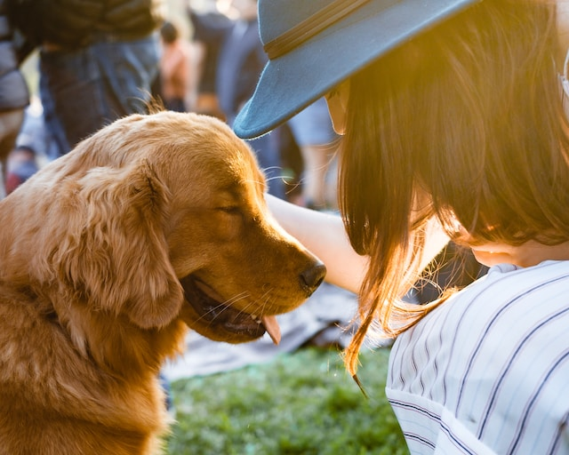 Woman Holding An Adult Golden Retriever