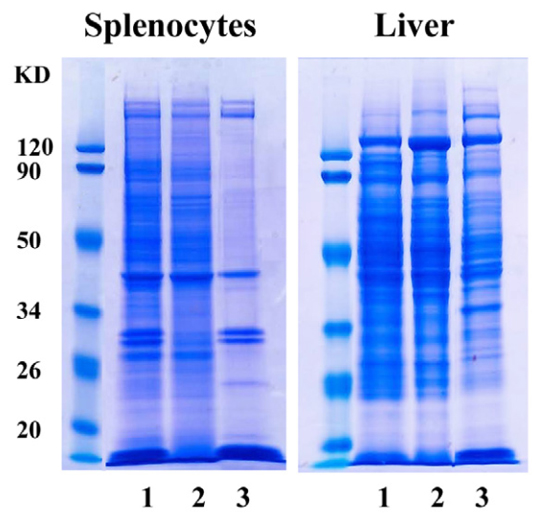 Protein Profile Comparison