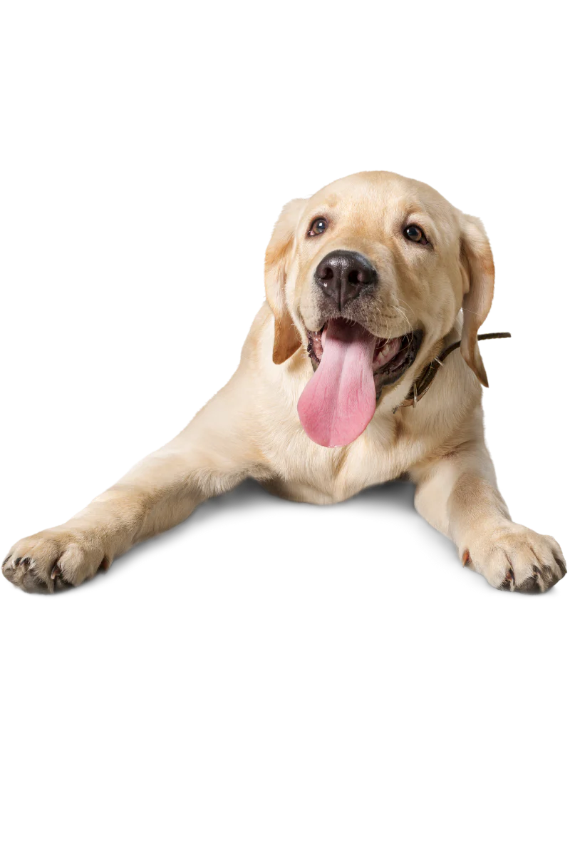 calm dog
