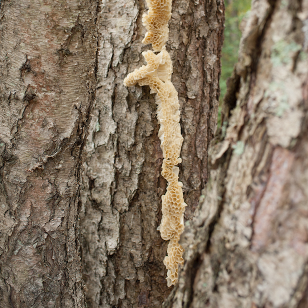 Paula Reynaldi's tape sculpture blends in with nature.