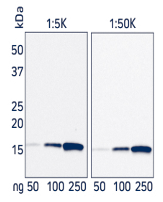 Western blot showing the detection of His-Tagged protein at two concentrations of HRP Rabbit Anti-His Tag antibody