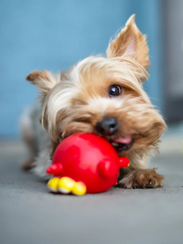 puppy teething
