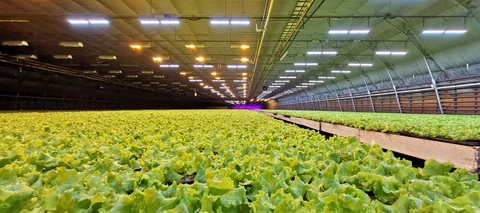 green house