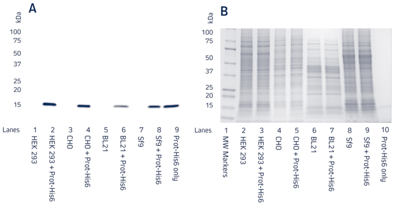 Detection of a recombinant His-Tagged protein