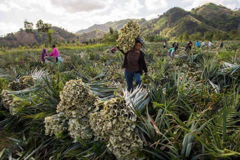PiÃ±atexâ€™s production is Eco-Efficient and Green