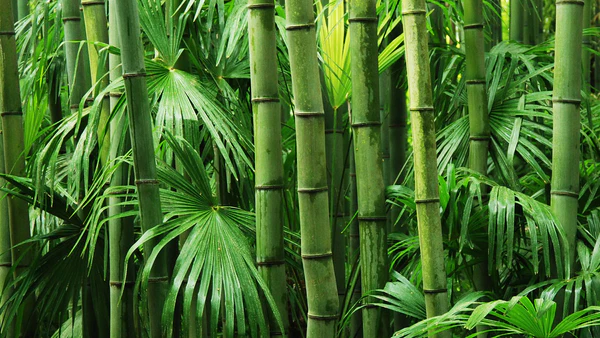 Bamboo Flooring
