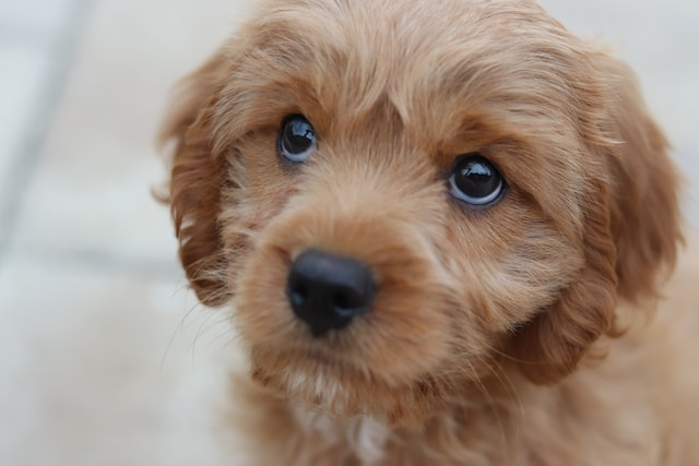 Brown Short-Coated Fawn Puppy